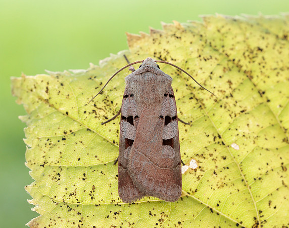 73.365 BF2117 Autumnal Rustic Eugnorisma glareosa