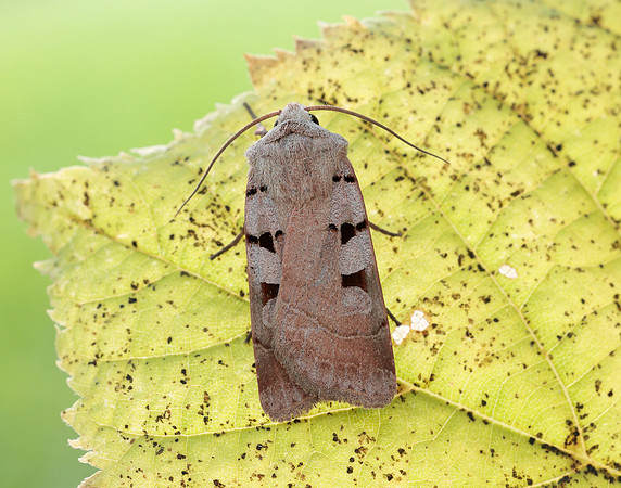 73.365 BF2117 Autumnal Rustic Eugnorisma glareosa