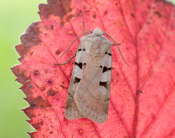 73.365 BF2117 Autumnal Rustic Eugnorisma glareosa