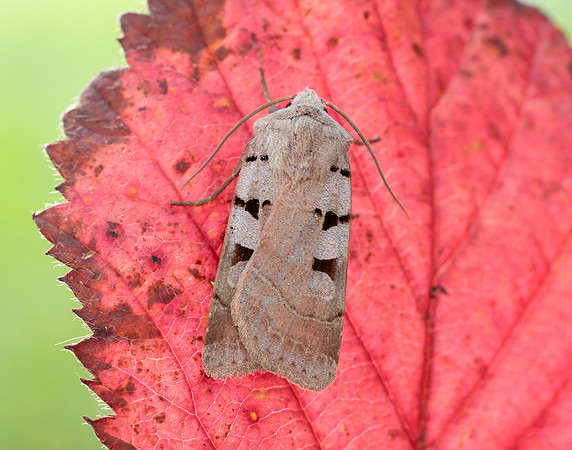 73.365 BF2117 Autumnal Rustic Eugnorisma glareosa