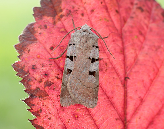 73.365 BF2117 Autumnal Rustic Eugnorisma glareosa