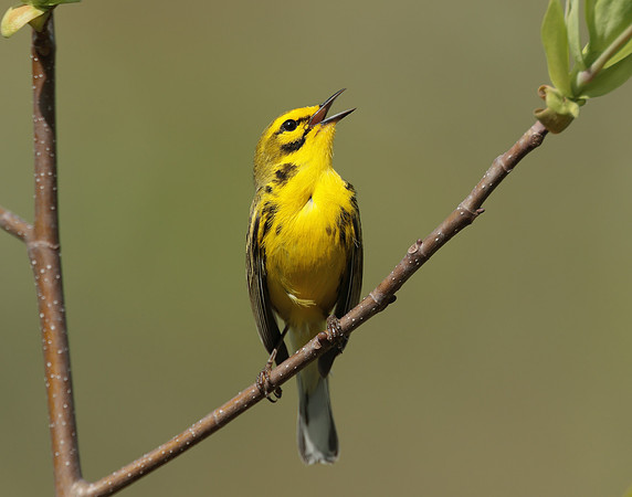 Prairie Warbler Setophaga discolor