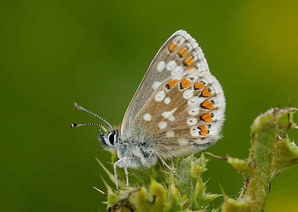 Northern Brown Argus Aricia artaxerxes artaxerxes