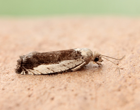 49.249 BF1134 Epinotia ramella