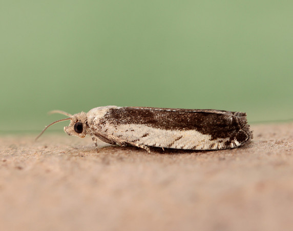 49.249 BF1134 Epinotia ramella