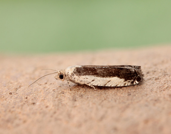 49.249 BF1134 Epinotia ramella
