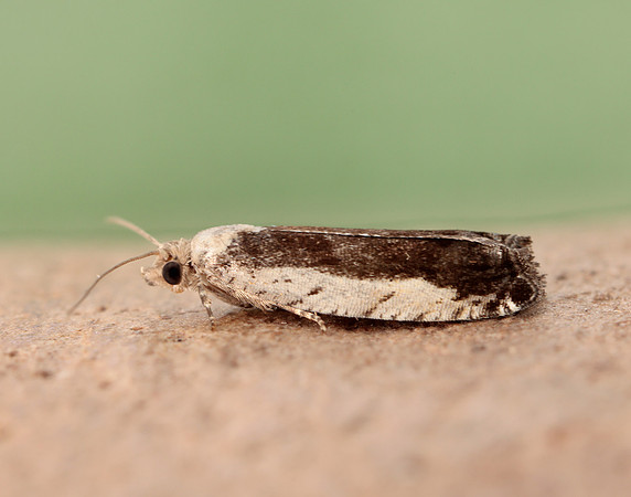 49.249 BF1134 Epinotia ramella