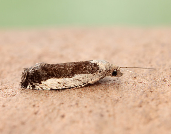 49.249 BF1134 Epinotia ramella