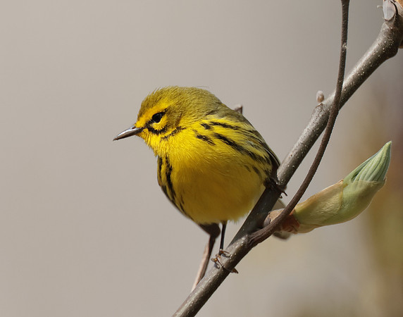 Prairie Warbler Setophaga discolor