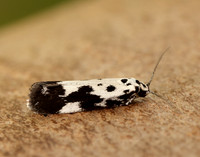 33.002 BF719 Ethmia quadrillella