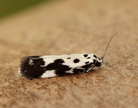 33.002 BF719 Ethmia quadrillella
