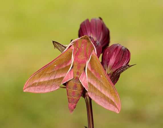 69.016 BF1991 Elephant Hawk-moth Deilephila elpenor