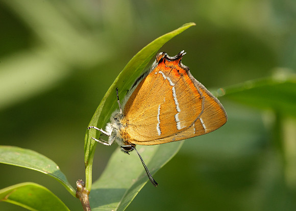 Brown Hairstreak Thecla betulae