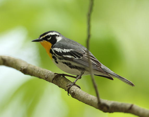 Yellow-throated Warbler  Setophaga dominica