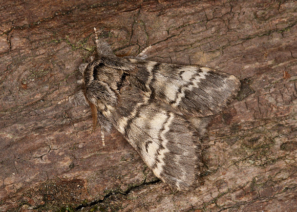 71.011 BF2015 Lunar Marbled Brown Drymonia ruficornis
