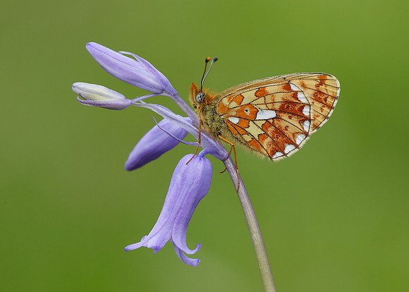 Pearl-Bordered Fritillary Boloria euphrosyne