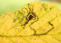 4.010 BF111 Stigmella microtheriella