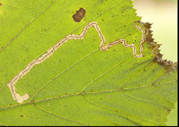4.010 BF111 Stigmella microtheriella