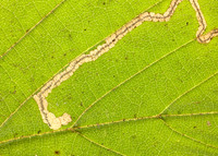4.010 BF111 Stigmella microtheriella
