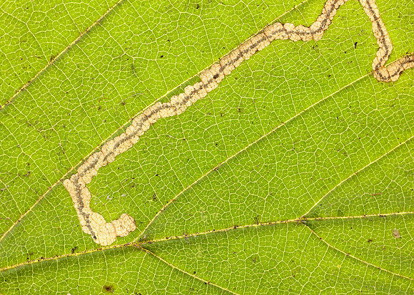 4.010 BF111 Stigmella microtheriella