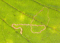 4.010 BF111 Stigmella microtheriella
