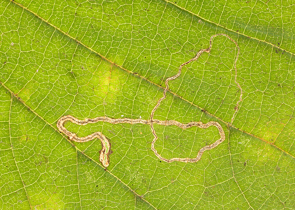 4.010 BF111 Stigmella microtheriella