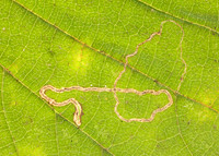 4.010 BF111 Stigmella microtheriella