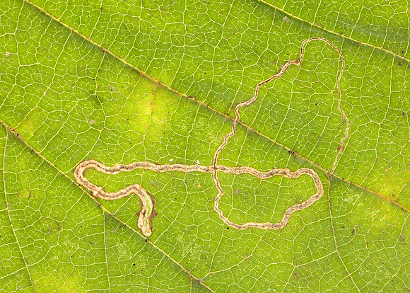 4.010 BF111 Stigmella microtheriella