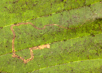 4.010 BF111 Stigmella microtheriella