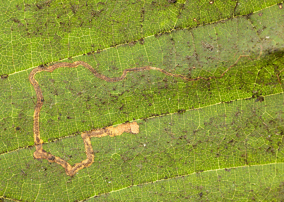 4.010 BF111 Stigmella microtheriella