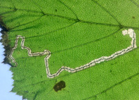 4.010 BF111 Stigmella microtheriella