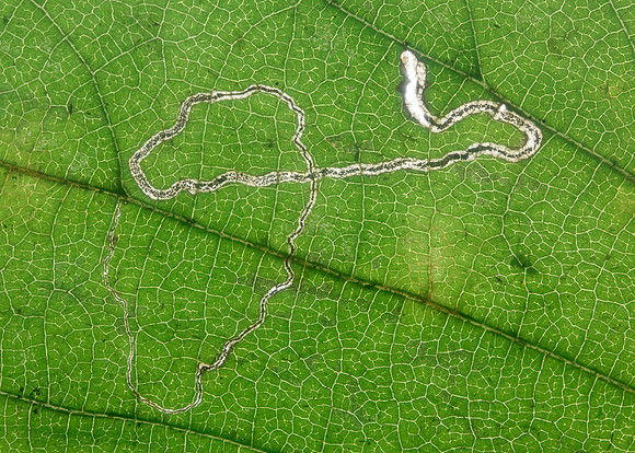 4.010 BF111 Stigmella microtheriella