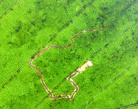 4.010 BF111 Stigmella microtheriella