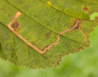 4.010 BF111 Stigmella microtheriella