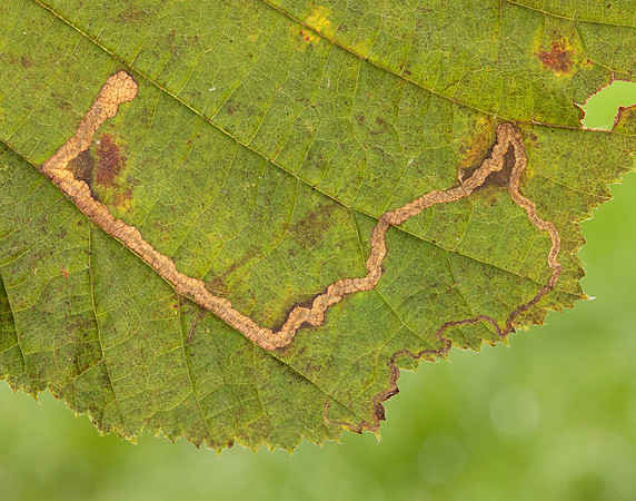 4.010 BF111 Stigmella microtheriella
