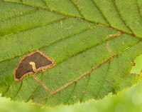 4.010 BF111 Stigmella microtheriella