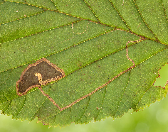 4.010 BF111 Stigmella microtheriella