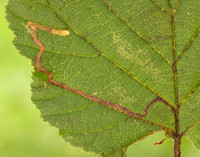 4.010 BF111 Stigmella microtheriella