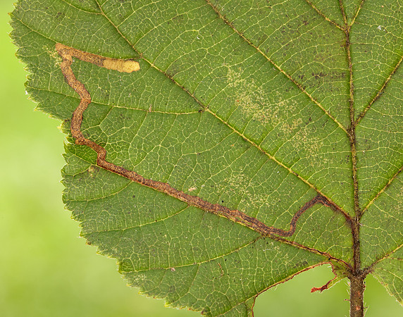 4.010 BF111 Stigmella microtheriella