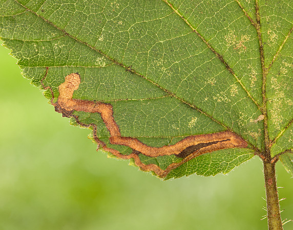 4.010 BF111 Stigmella microtheriella