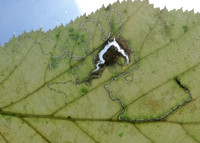 4.010 BF111 Stigmella microtheriella