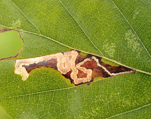 4.034 BF77 Stigmella tityrella