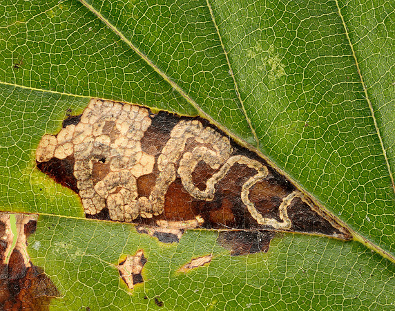 4.034 BF77 Stigmella tityrella
