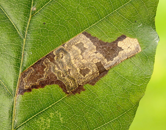 4.034 BF77 Stigmella tityrella