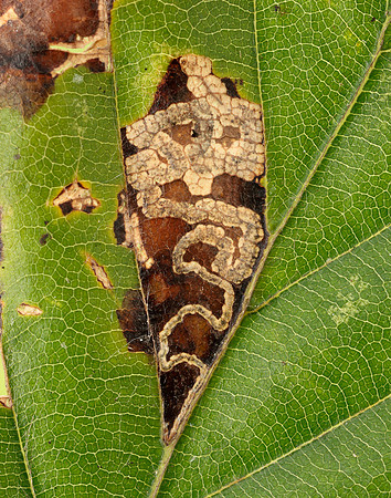 4.034 BF77 Stigmella tityrella
