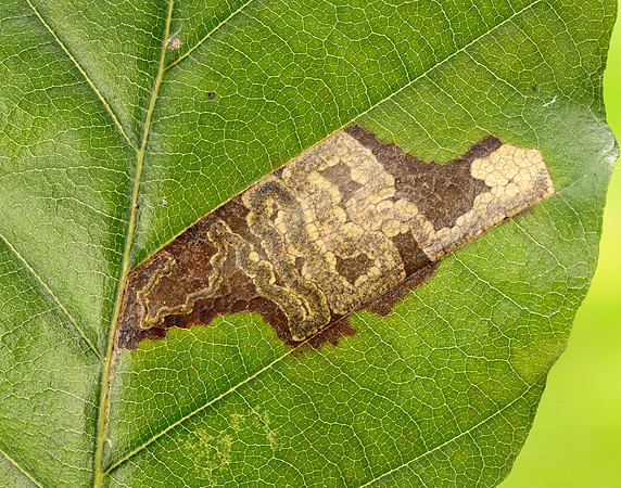 4.034 BF77 Stigmella tityrella