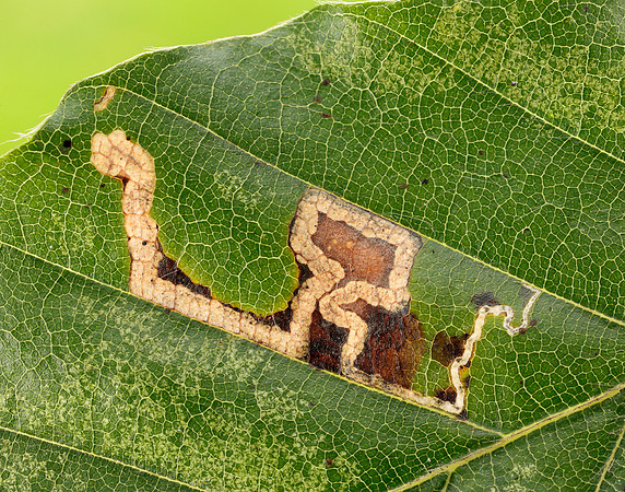 4.034 BF77 Stigmella tityrella