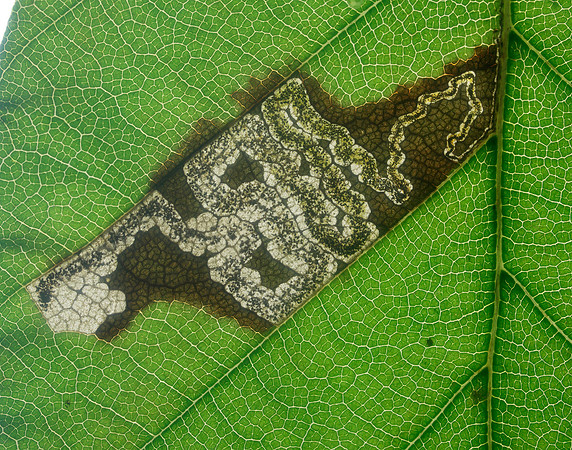 4.034 BF77 Stigmella tityrella