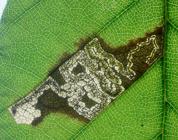 4.034 BF77 Stigmella tityrella