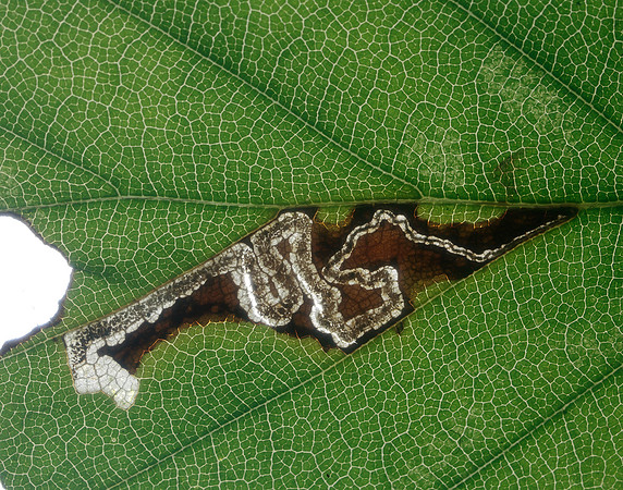 4.034 BF77 Stigmella tityrella